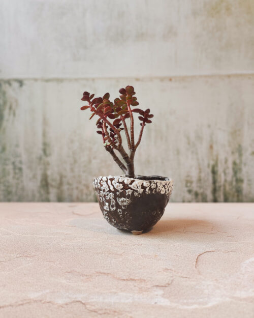 White crackle effect on iron rich glaze, hand built planter